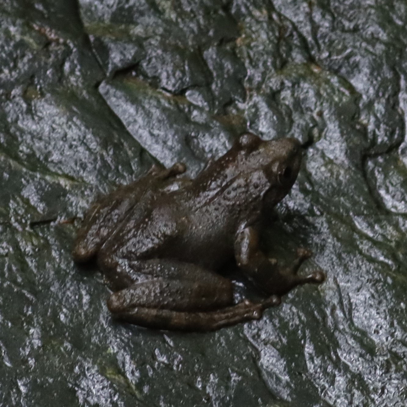 カジカガエルの記録